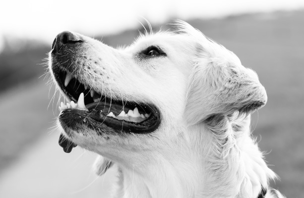 black and white photo of golden retriever outside