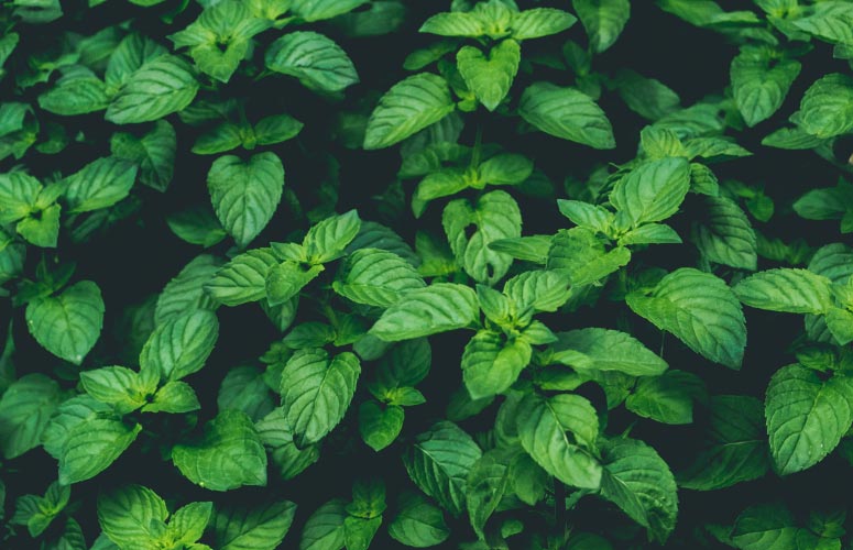 Aerial view of a cluster of green mint leaves that were used anciently in Chinese tooth powders