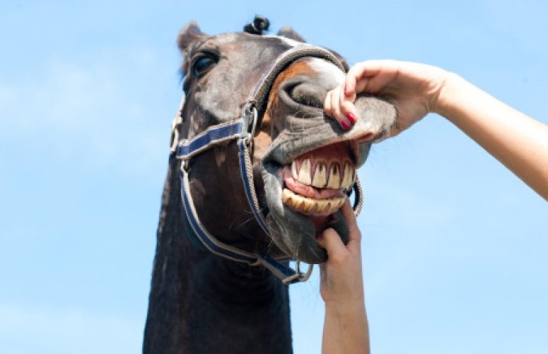 horse long in the tooth