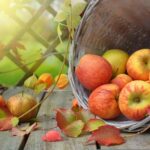 A wooden basket of apples has tipped over next to fall leaves and a wooden trellis outside