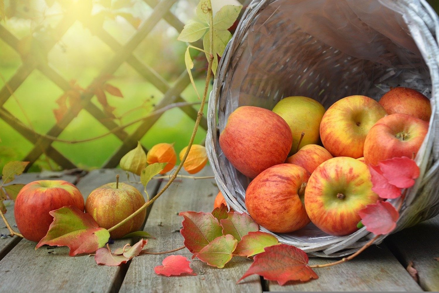 A wooden basket of apples has tipped over next to fall leaves and a wooden trellis outside